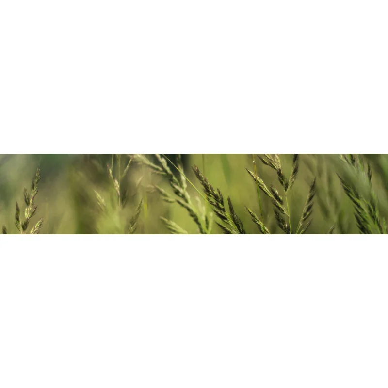 Stihl Bundzin Freischneider/ Kantundmaaier FS 361 C-EM - Bild 3